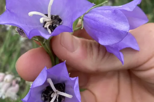 Närbild blomma. Foto.